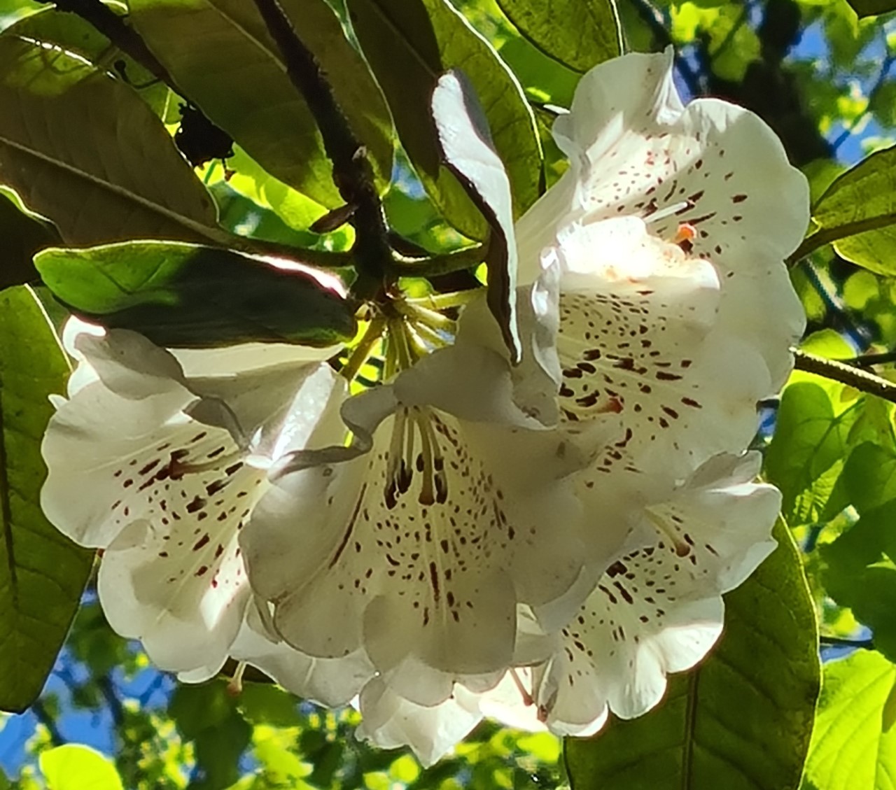 'Leonardslee Primrose'